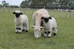 Twins from our North Island flock